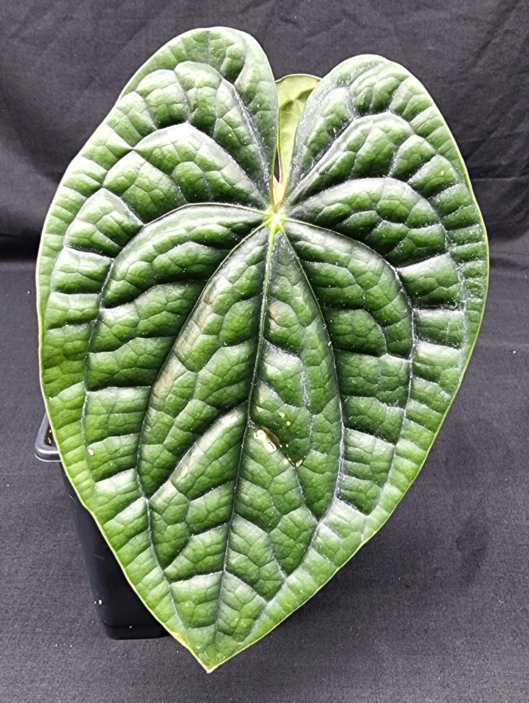 Luxurious hybrid philodendron plant