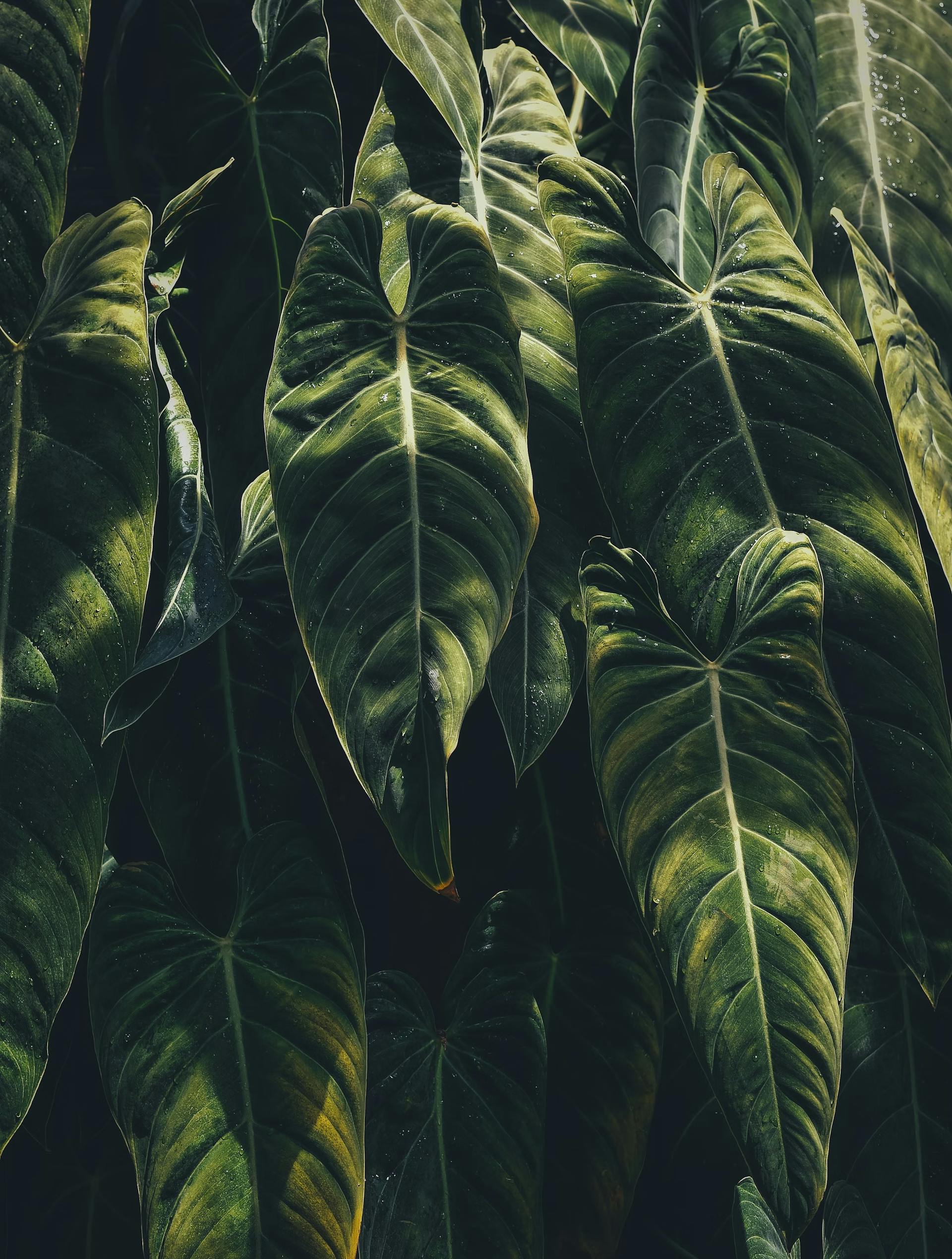 Image of multiple philodendrons in a forest